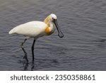 Small photo of Eurasian Spoonbill or Common Spoonbill (Platalea leucorodia) with big beak. A large white water bird is a wading bird of the ibis and spoonbill family Threskiornithidae