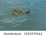 Small photo of baby ducks crossing lake to keep close to their mom