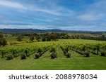 Rows of beautiful vines in the Mudgee wine growing region 