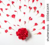 Red Carnation Flower With...