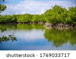 mangroves trees in flordia on sunny day