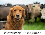 Golden retriever, sitting on a motorbike, with cows behind. 