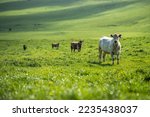 livestock on an agricultural farm on a ranch on pasture and grass in summer