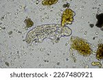 Small photo of soil microorganisms including nematode, microarthropods, micro arthropod, tardigrade, and rotifers a soil sample, soil fungus and bacteria on a regenerative farm in compost under the microscope.