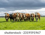 Stud beef hereford cows in a...