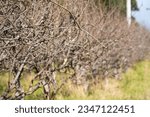 Small photo of Dormant Over grown apple tree that need pruning in a field in australia