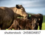 Carbon neutral cattle farming...