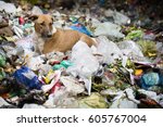 Small photo of NEW DELHI - INDIA DECEMBER 8, Dogs on a mountain of trash garbage in New Delhi, December 8, 2016 In New Delhi, some of the poorest reside and eke out a living by picking through garbage