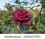 One Red Rose Flower "black...