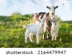 Domestic Goats Are A Mother...
