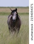 Feral Horse Moving Around A...