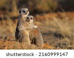 Meerkats holding each other...