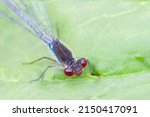 Macro Blue Dragonfly With Green ...