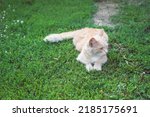 Small photo of Fluffy redhead cat feeble lying on green grass and looking awry