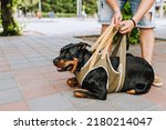 Small photo of A male veterinarian holds a Rottweil dog after surgery in a special corset, leash and cares, teaches him to walk again.