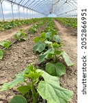 Small photo of Cucumber plants growing inside a greenhouse. Planting, growing and harvesting cucumbers. Beds with seedlings of cucumbers. Vertical planting of cucumbers. Growing organic food.