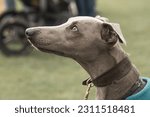 Small photo of The English Greyhound, or simply the Greyhound, is a breed of dog, a sighthound which has been bred for coursing, greyhound racing and hunting.