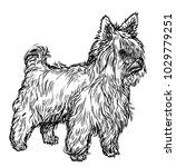 Yorkshire Terrier Illustration  ...