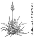 Aloe Vera Plant Illustration ...