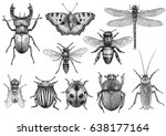 Insect Illustration  Drawing ...