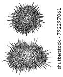 Sea Urchin Illustration ...
