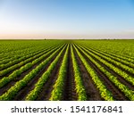 Green Ripening Soybean Field ...