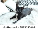Small photo of Black chihuahua cobby on light background with pillows. He looks up.