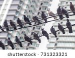 Small photo of Pigeonhole.......Pigeon rest over the wires in front of the apartment.it feels like the future housing development will getting small like pigeonhole.