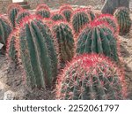 Small photo of Group of Cacti with Pink Needless