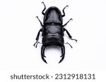 Photo of a giant stag beetle against a white background.
The largest stag beetle in Japan.