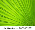 Texture Of Green Palm Leaf...