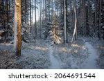 
Sunny snowy winter forest with firs and pines