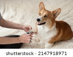 Dog owner trims the nails of...