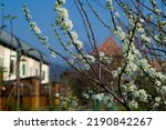 Blooming white plum tree flowers in plum tree fruit garden in backyard of country house