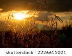 silhouette of grass against beautiful backdrop of sunset and setting sun on mountains make shadow of grass look beautiful.  beautiful backdrop of grass flower has copy space for inserting text.
