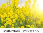 Canola field. Rapeseed plant, colza rapeseed for green energy. Yellow rape flower for healthy food oil on field. Springtime golden flowering