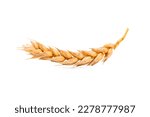 An ear of wheat on a white...