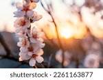 Flowers of the almond tree on a sunny days. Beautiful nature scene with blooming tree. Spring flowers. Beautiful Orchard. Springtime