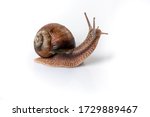 Helix Pomatia Snail With Brown...