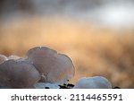 Poisonous Wild Mushrooms On A...
