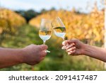Two glasses of white wine  in front of the vineyard at sunny day in autumn, Moravia, Czech Republic