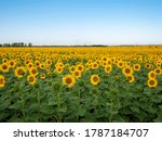 Sunflowers are Growing on the Big field. Wonderful panoramic view field of sunflowers by summertime. Long rows of nice yellow sunflower in the field under the blue sky. Black sunflower seeds.