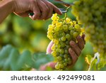 Close up of Worker's Hands Cutting White Grapes from vines during wine harvest in Italian Vineyard. 