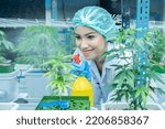 Small photo of searcher hold fogging spray water sprat to cannabis flower boost grow under environment lighting control in house modern plantation farming