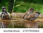 Sparrows Bathe In The Water Of...