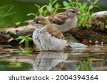 Two sparrows by the water of a bird watering hole. Czechia. Europe.