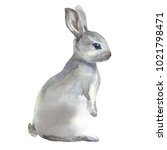 Watercolor Rabbit Hare Isolated ...