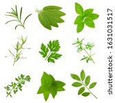 set of different herbs isolated ... | Shutterstock . vector #1631031517