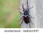 Stag beetle Lucanus cervus on wooden background. Red List rare insect macro view, shallow depth field.