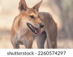 Portrait Of A Wild Dingo  Canis ...